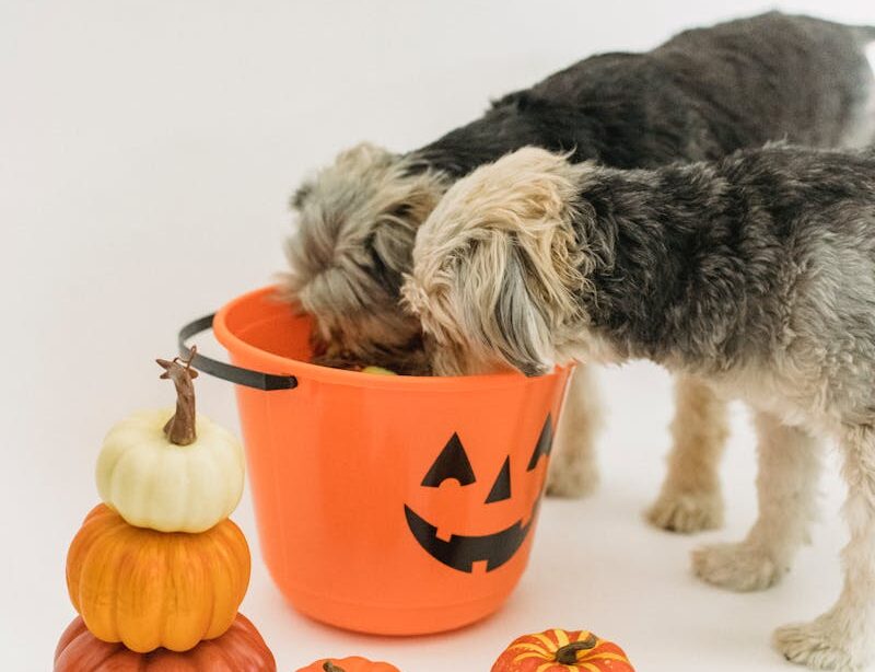 Little purebred dogs eating from Halloween bucket near pumpkins in bright room on white background